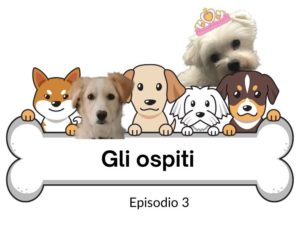Cani e cane maltese